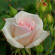 Rosa 'Ophelia™' - rózsaszín - teahibrid rózsa