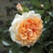 Kép 1/3 - Rosa 'Ausjolly' - rózsaszín - angol rózsa