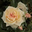 Kép 2/3 - Rosa 'Ausjolly' - rózsaszín - angol rózsa