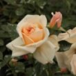 Rosa 'Ausjolly' - rózsaszín - angol rózsa