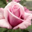 Kép 1/3 - Rosa 'Barbra Streisand™' - rózsaszín - teahibrid rózsa