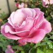 Kép 2/3 - Rosa 'Barbra Streisand™' - rózsaszín - teahibrid rózsa