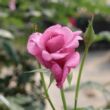 Kép 3/3 - Rosa 'Barbra Streisand™' - rózsaszín - teahibrid rózsa