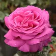 Kép 1/3 - Rosa 'Chartreuse de Parme™' - rózsaszín - teahibrid rózsa