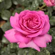 Kép 2/3 - Rosa 'Chartreuse de Parme™' - rózsaszín - teahibrid rózsa