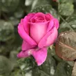 Kép 3/3 - Rosa 'Chartreuse de Parme™' - rózsaszín - teahibrid rózsa