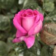 Rosa 'Chartreuse de Parme™' - rózsaszín - teahibrid rózsa