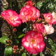Kép 2/3 - Rosa 'Dick Clark™' - sárga - vörös - virágágyi grandiflora - floribunda rózsa