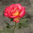 Kép 3/3 - Rosa 'Dick Clark™' - sárga - vörös - virágágyi grandiflora - floribunda rózsa