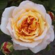 Kép 1/3 - Rosa 'Georges Denjean™' - sárga - nosztalgia rózsa