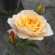 Rosa 'Georges Denjean™' - sárga - nosztalgia rózsa