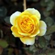 Rosa 'Georges Denjean™' - sárga - nosztalgia rózsa
