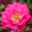 Kép 1/3 - Rosa 'Noatraum' - rózsaszín - talajtakaró rózsa