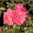 Kép 2/3 - Rosa 'Noatraum' - rózsaszín - talajtakaró rózsa