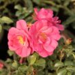 Rosa 'Noatraum' - rózsaszín - talajtakaró rózsa