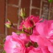 Kép 3/3 - Rosa 'Noatraum' - rózsaszín - talajtakaró rózsa