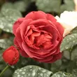 Kép 2/3 - Rosa 'Wekpaltlez' - vörös - virágágyi floribunda rózsa
