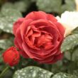 Rosa 'Wekpaltlez' - vörös - virágágyi floribunda rózsa