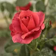 Kép 3/3 - Rosa 'Wekpaltlez' - vörös - virágágyi floribunda rózsa