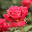 Kép 1/3 - Rosa 'L'Ami des Jardins™' - vörös - teahibrid rózsa