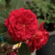 Kép 2/3 - Rosa 'L'Ami des Jardins™' - vörös - teahibrid rózsa
