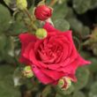 Rosa 'L'Ami des Jardins™' - vörös - teahibrid rózsa
