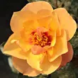 Kép 1/3 - Rosa 'Persian Sun™' - narancssárga - virágágyi floribunda rózsa