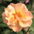 Rosa 'Persian Sun™' - narancssárga - virágágyi floribunda rózsa