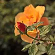 Kép 3/3 - Rosa 'Persian Sun™' - narancssárga - virágágyi floribunda rózsa