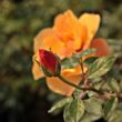 Rosa 'Persian Sun™' - narancssárga - virágágyi floribunda rózsa