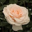 Kép 1/3 - Rosa 'Poustinia™' - fehér - virágágyi floribunda rózsa