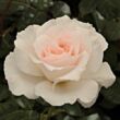 Rosa 'Poustinia™' - fehér - virágágyi floribunda rózsa