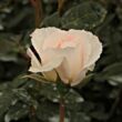Rosa 'Poustinia™' - fehér - virágágyi floribunda rózsa