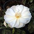 Kép 1/3 - Rosa 'White Flower Carpet' - fehér - talajtakaró rózsa