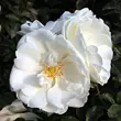 Kép 2/3 - Rosa 'White Flower Carpet' - fehér - talajtakaró rózsa