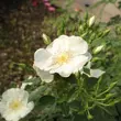 Kép 3/3 - Rosa 'White Flower Carpet' - fehér - talajtakaró rózsa