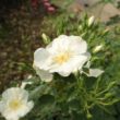 Rosa 'White Flower Carpet' - fehér - talajtakaró rózsa