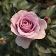 Kép 1/3 - Rosa 'Terra Limburgia™' - rózsaszín - lila - virágágyi floribunda rózsa