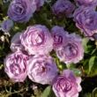 Kép 2/3 - Rosa 'Terra Limburgia™' - rózsaszín - lila - virágágyi floribunda rózsa