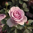 Kép 3/3 - Rosa 'Terra Limburgia™' - rózsaszín - lila - virágágyi floribunda rózsa