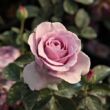 Kép 3/3 - Rosa 'Terra Limburgia™' - rózsaszín - lila - virágágyi floribunda rózsa