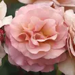Kép 1/3 - Rosa 'Spiced Coffee™' - rózsaszín - teahibrid rózsa