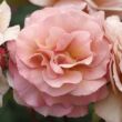 Kép 1/3 - Rosa 'Spiced Coffee™' - rózsaszín - teahibrid rózsa