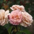 Kép 2/3 - Rosa 'Spiced Coffee™' - rózsaszín - teahibrid rózsa