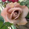 Rosa 'Spiced Coffee™' - rózsaszín - teahibrid rózsa