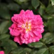 Kép 1/3 - Rosa 'Imola™' - rózsaszín - törpe - mini rózsa