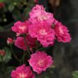 Rosa 'Imola™' - rózsaszín - törpe - mini rózsa