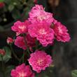 Kép 2/3 - Rosa 'Imola™' - rózsaszín - törpe - mini rózsa