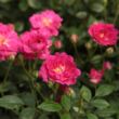 Kép 3/3 - Rosa 'Imola™' - rózsaszín - törpe - mini rózsa