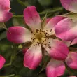 Kép 1/3 - Rosa 'Sára' - rózsaszín - törpe - mini rózsa